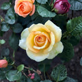 Gold Medal Grandiflora Rose Live Plant – 3 Gallon Yellow Orange Rose Bush