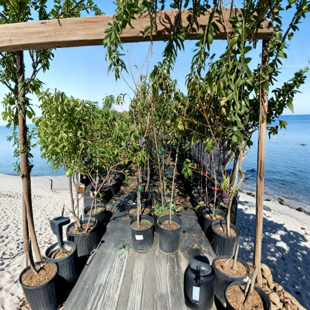 Flavor Rich Peach Tree - 4-6 Ft Tall Live Fruit Tree | Self-Pollinating Freestone Peach