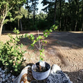 Bronze Tara Muscadine Grape Vine - 1 Gallon Live Plant | Self-Fertile Sweet Bronze Grapes