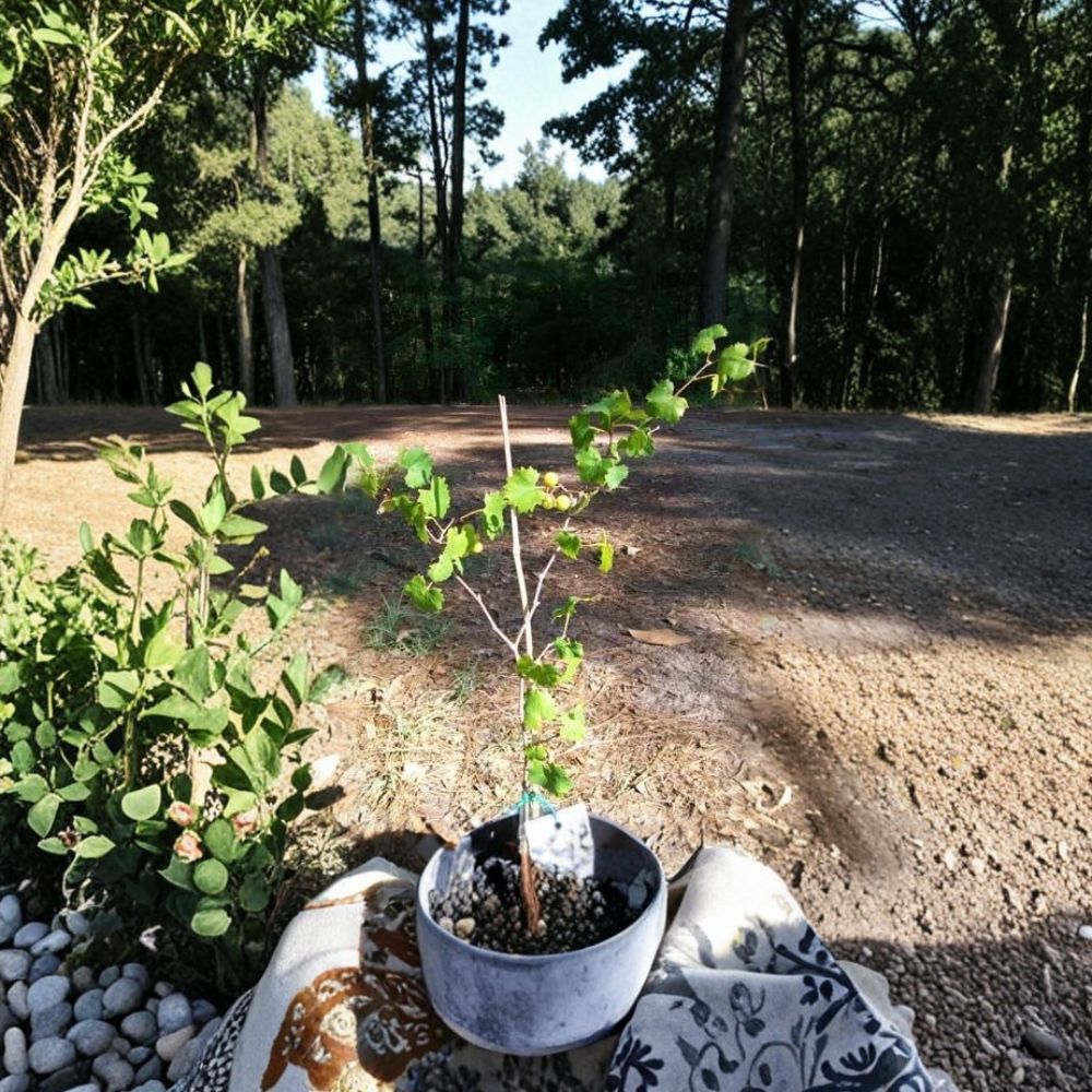 Bronze Tara Muscadine Grape Vine - 1 Gallon Live Plant | Self-Fertile Sweet Bronze Grapes