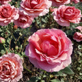 Princesse de Monaco Rose Live Plant | 2 Gallon Grandiflora Rose Shrub | Pink & Cream Blooms