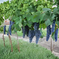 NORTON CYNTHIANA Red Wine Grape Vine – Live 4–6 FT Tall Rooted Plant for Vineyard & Backyard