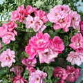 Pink Knock Out® Rose Live Plant | 2 Gallon Rosa hybrida Shrub | Disease Resistant Medium Pink Flowers