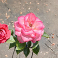 Nichole Everblooming Floribunda Rose - 3 Gallon Live Plant | White & Pink Blooms