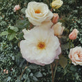 Iceberg Floribunda Rose Live Plant | 1 Gallon | Pure White Rosa hybrida Bush
