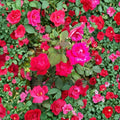 Double Knock Out® Rose Live Plant | 5 Gallon | Disease Resistant Red Flowering Shrub