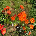 Marina Everblooming Floribunda Rose Live Plant | 2 Gallon Rooted Rose Bush