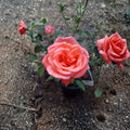 Tropicana Hybrid Tea Rose Live Bush Plant 3 Gallon | Rooted Rose for Garden & Landscape