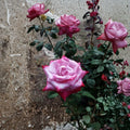 Paradise Hybrid Tea Rose Live Plant - 3 Gallon Lavender Pink & Magenta Fragrant Rose
