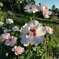 Double Flower White Althea Rose of Sharon – 1 Gallon Live Hibiscus syriacus Shrub