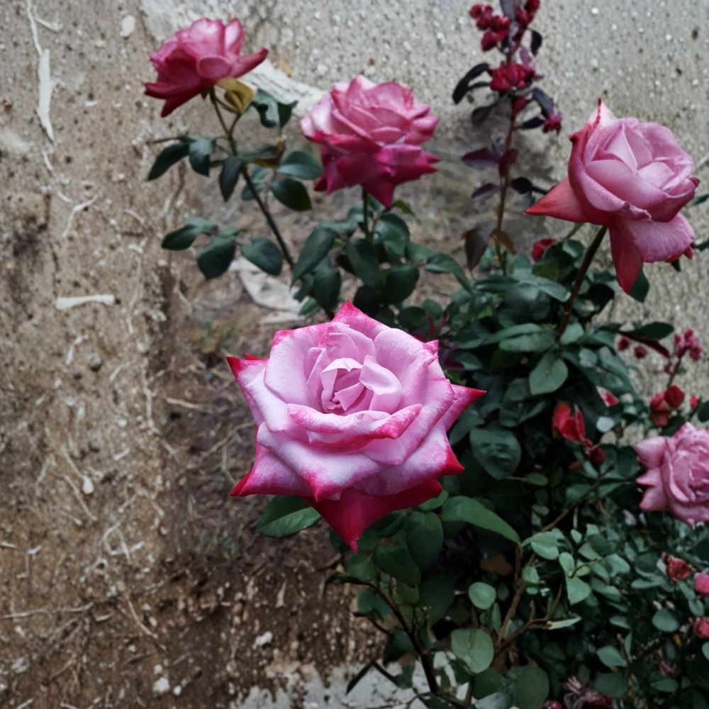 Paradise Hybrid Tea Rose Live Plant - 3 Gallon Lavender Pink & Magenta Fragrant Rose