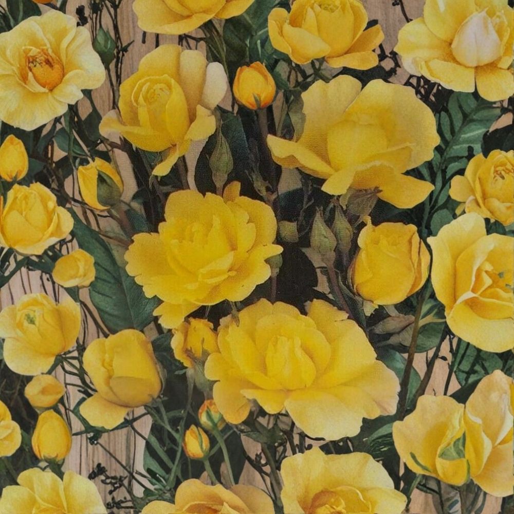 Climbing Golden Showers Rose – 2 Gallon Live Plant | Rooted Climbing Rose for Trellis & Garden
