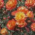 Climbing Piñata Rose Live Plant | 1 Gallon Rooted Climbing Rose for Trellis & Garden