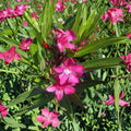 Pink Oleander Nerium oleander Live Plant | 1 Gallon Evergreen Shrub with Pink Flowers