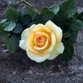 Gold Medal Grandiflora Rose Live Plant | 3 Gallon Yellow Orange Rose Bush