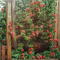 Climbing America Rose Live Plant | 5 Gallon Salmon Pink Climbing Rose | Rosa hybrida