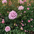 Blue Girl Rose Live Bush Plant | 5 Gallon Hybrid Tea Rose | Garden & Landscape