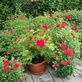 Red Drift® Rose Live Plant | 5 Gallon Red Groundcover Rose Bush | Disease Resistant Rosa hybrida