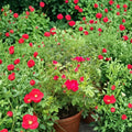 Red Drift Rose Live Bush Plant 3 Gallon | Rooted Groundcover Rose for Garden & Landscape