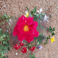 Mr. Lincoln Hybrid Tea Rose Live Plant | 3 Gallon Deep Red Fragrant Rose Bush