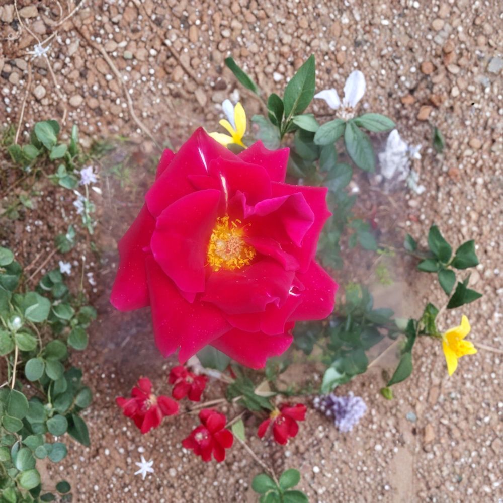 Mr. Lincoln Hybrid Tea Rose Live Plant | 3 Gallon Deep Red Fragrant Rose Bush