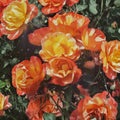 Climbing Piñata Rose – Live 2 Gallon Climbing Rose Plant with Yellow & Vermilion Orange Blooms