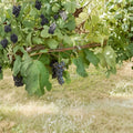Black Monukka Seedless Grape Vine - 3 Gallon Live Plant | Sweet Seedless Black Grapes