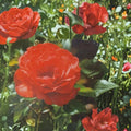 Impatient Floribunda Rose Live Bush Plant | 2 Gallon Rooted Rose for Garden & Landscape
