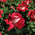 Love Grandiflora Rose Live Plant | 3 Gallon Ruby Red & White Fragrant Rose Bush