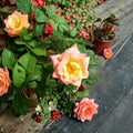 Jacob's Robe Climbing Rose Live Plant | 2 Gallon | Yellow Pink Red Double Blooms