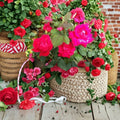 Double Knock Out® Red Rose Live Plant | 5 Gallon | Disease Resistant Shrub Rose