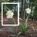 White Oleander Live Plant – 2 Gallon | Evergreen White Flowering Shrub | Drought Tolerant Privacy Hedge
