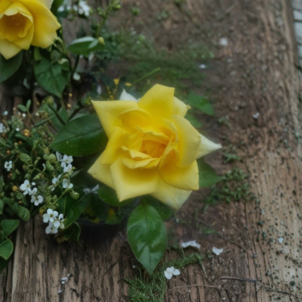 Oregold Grandiflora Rose Live Bush Plant - 2 Gallon Rooted Rose for Garden & Landscape