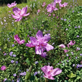 Double Flower Purple Althea Rose of Sharon – 1 Gallon Live Hibiscus syriacus Shrub
