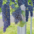 Mars Seedless Grape Vine – Vitis labrusca 'Mars' Live Plant | 3 Gallon Size | Hardy Seedless Fruit Vine