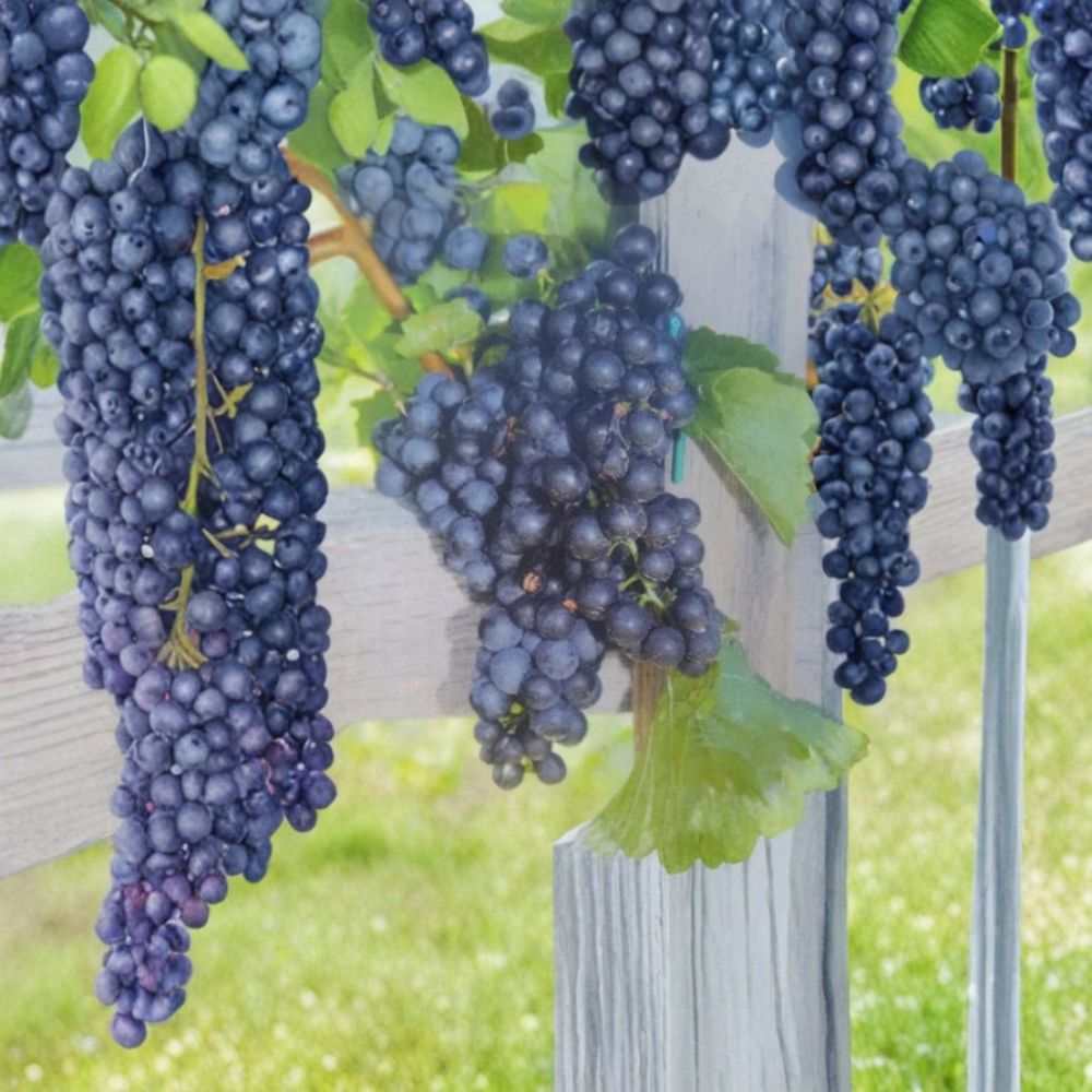 Mars Seedless Grape Vine – Vitis labrusca 'Mars' Live Plant | 3 Gallon Size | Hardy Seedless Fruit Vine