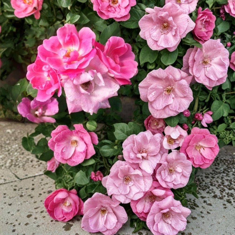 Pink Knock Out® Rose Live Plant | 3 Gallon Rosa hybrida Shrub | Disease Resistant Medium Pink Flowers
