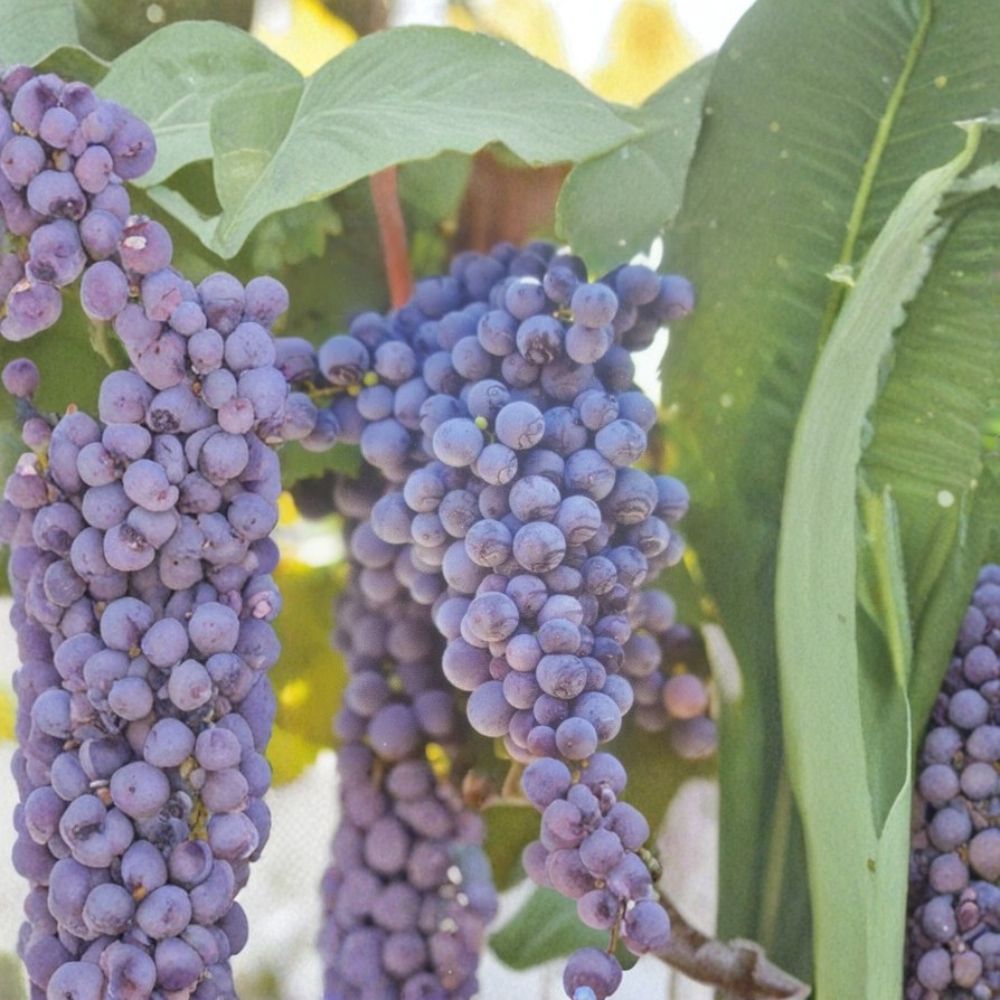 Fredonia Grape Vine Live Plant - Vitis labrusca 2 Gallon, Cold Hardy Fruit Vine