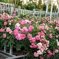 Sweet Drift® Rose Live Plant | 5 Gallon Pink Double Flower Groundcover Rose