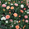New Year Grandiflora Rose – 3 Gallon Live Plant with Vibrant Orange Blooms