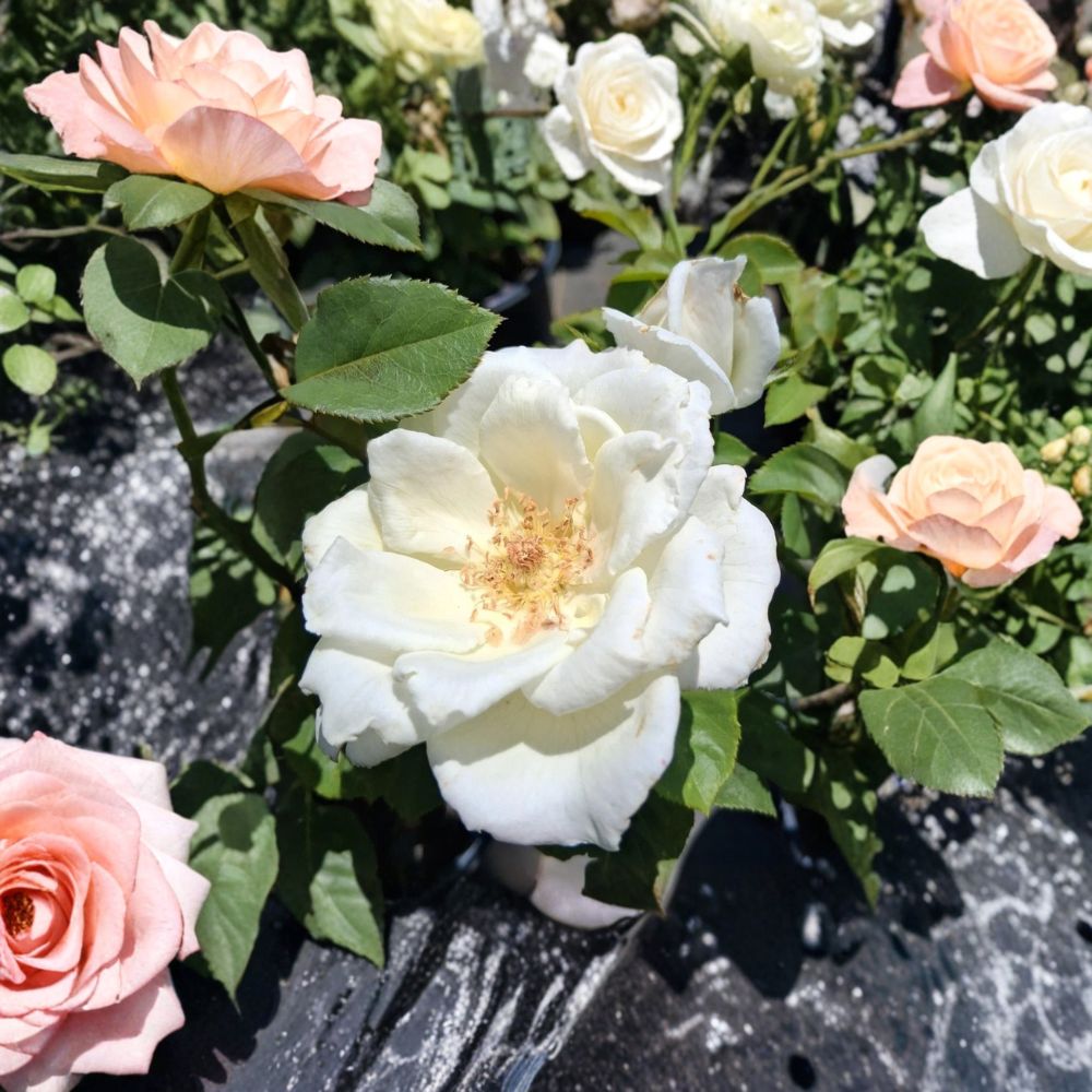 White Lightnin Grandiflora Rose Live Bush Plant 5 Gallon | Rooted Rose for Garden & Landscape