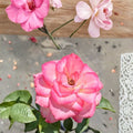 Nichole Everblooming Floribunda Rose - Live 3 Gallon Rose Bush with White & Pink Blooms