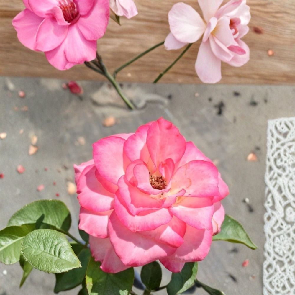 Nichole Everblooming Floribunda Rose - Live 3 Gallon Rose Bush with White & Pink Blooms