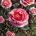 Princesse de Monaco Grandiflora Rose – Live 3 Gallon Pink & White Rose Bush