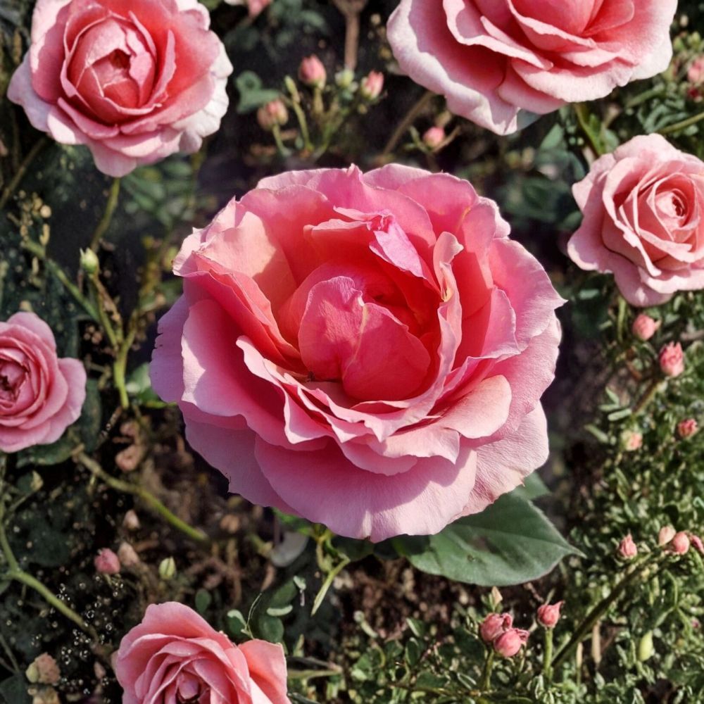 Princesse de Monaco Grandiflora Rose – Live 3 Gallon Pink & White Rose Bush