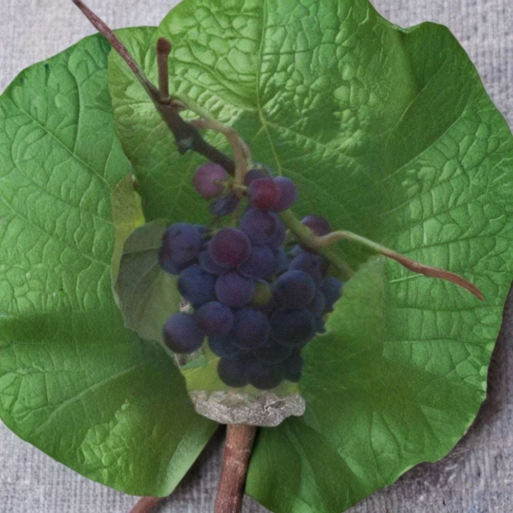 Saturn Blue Seedless Grape Vine – 1 Gallon Live Plant | Self-Fertile Blue Grapes