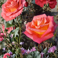 Mikado Hybrid Tea Rose Live Plant | 5 Gallon Scarlet Yellow Rose Bush
