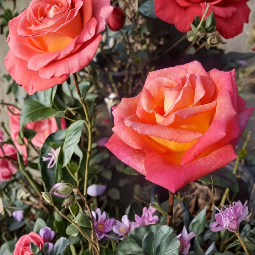 Mikado Hybrid Tea Rose Live Plant | 5 Gallon Scarlet Yellow Rose Bush