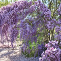 Purple Wisteria Live Flowering Vine Plant 2 Gallon Rooted Vine Trellis Friendly