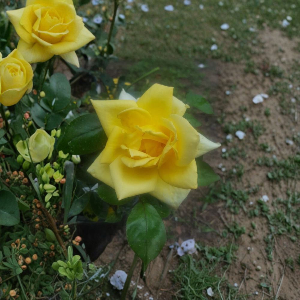 Oregold Grandiflora Rose - Live Yellow Rose Bush 3 Gallon | Hardy Landscape Rose